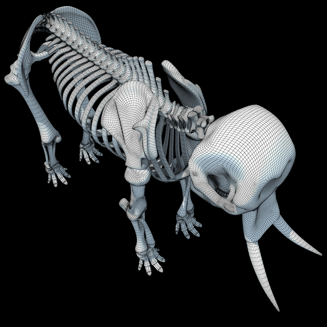 african elephant skeleton 3d 3ds