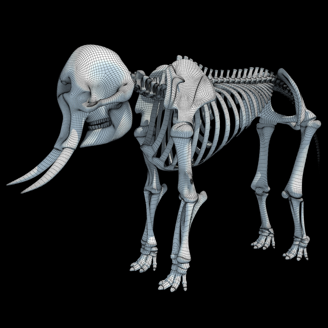 african elephant skeleton 3d 3ds