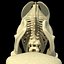 African Elephant Skeleton
