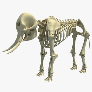 African Elephant Skeleton