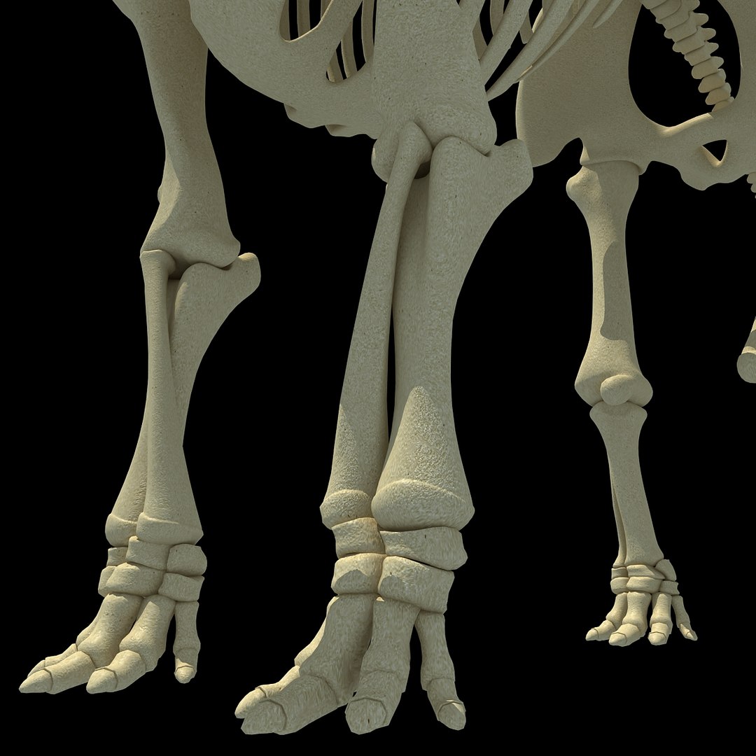african elephant skeleton 3d 3ds https://p.turbosquid.com/ts-thumb/T8/xJEPoc/cbcb5Eav/africanelephantskeleton0013/jpg/1350152519/1920x1080/fit_q87/293aa21be3ee9e49f19601296875bdc055924bd1/africanelephantskeleton0013.jpg