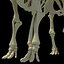African Elephant Skeleton
