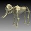 African Elephant Skeleton