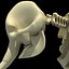 African Elephant Skeleton