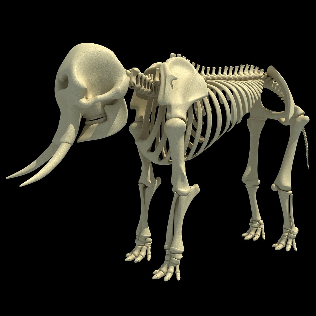 african elephant skeleton 3d 3ds https://p.turbosquid.com/ts-thumb/T8/xJEPoc/sclxyt6X/africanelephantskeleton0000/jpg/1350152519/1920x1080/fit_q87/745ec8d56f3451404ddb683c6607950bb61042eb/africanelephantskeleton0000.jpg