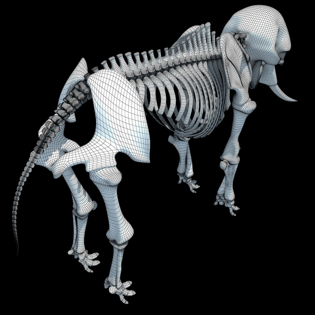 african elephant skeleton 3d 3ds https://p.turbosquid.com/ts-thumb/T8/xJEPoc/vayPf560/wire0004/jpg/1350153113/1920x1080/fit_q87/2c0b9c1974161a402f1b814618e309f94e821ebd/wire0004.jpg