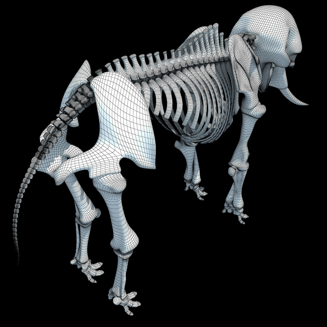 african elephant skeleton 3d 3ds