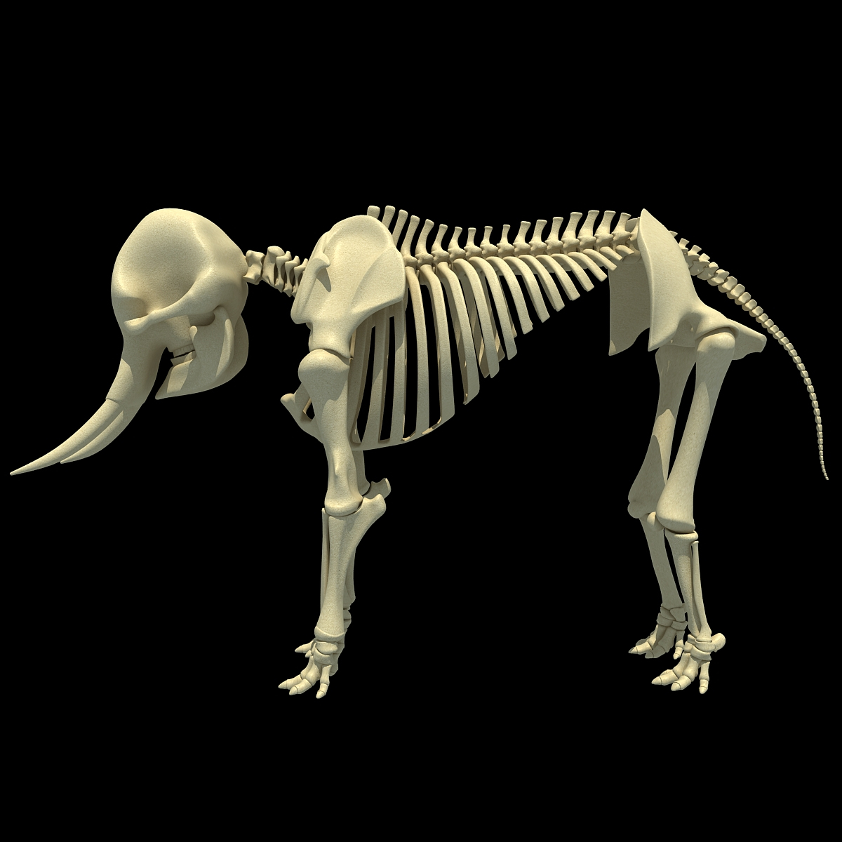 African Elephant Skeleton 3d 3ds