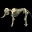 African Elephant Skeleton
