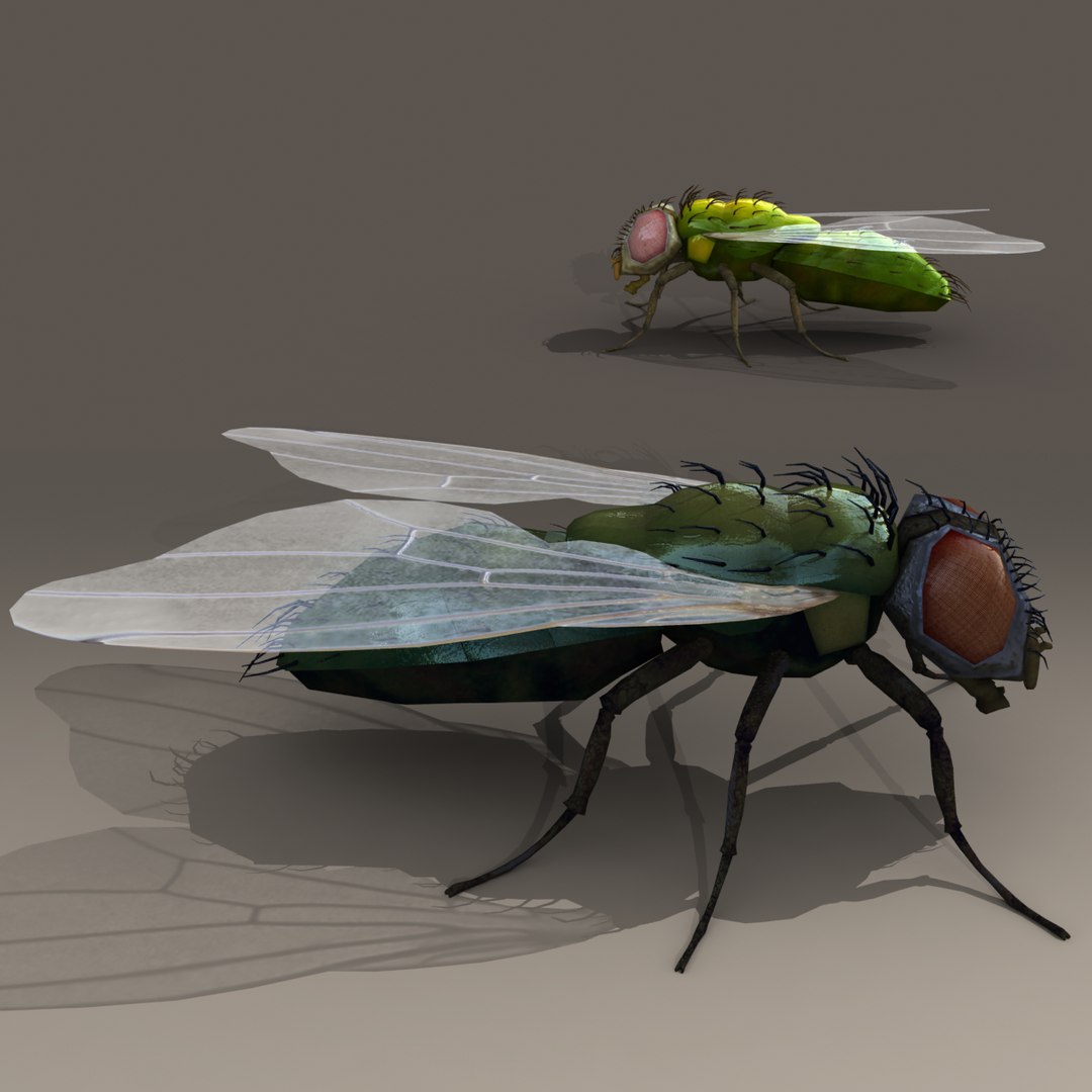 house fly 3d model https://p.turbosquid.com/ts-thumb/T8/y0ATA0/68qE9QVc/d/png/1296644615/1920x1080/fit_q87/c617538fd46a82c764582dcd7594ba6b5d269ba4/d.jpg