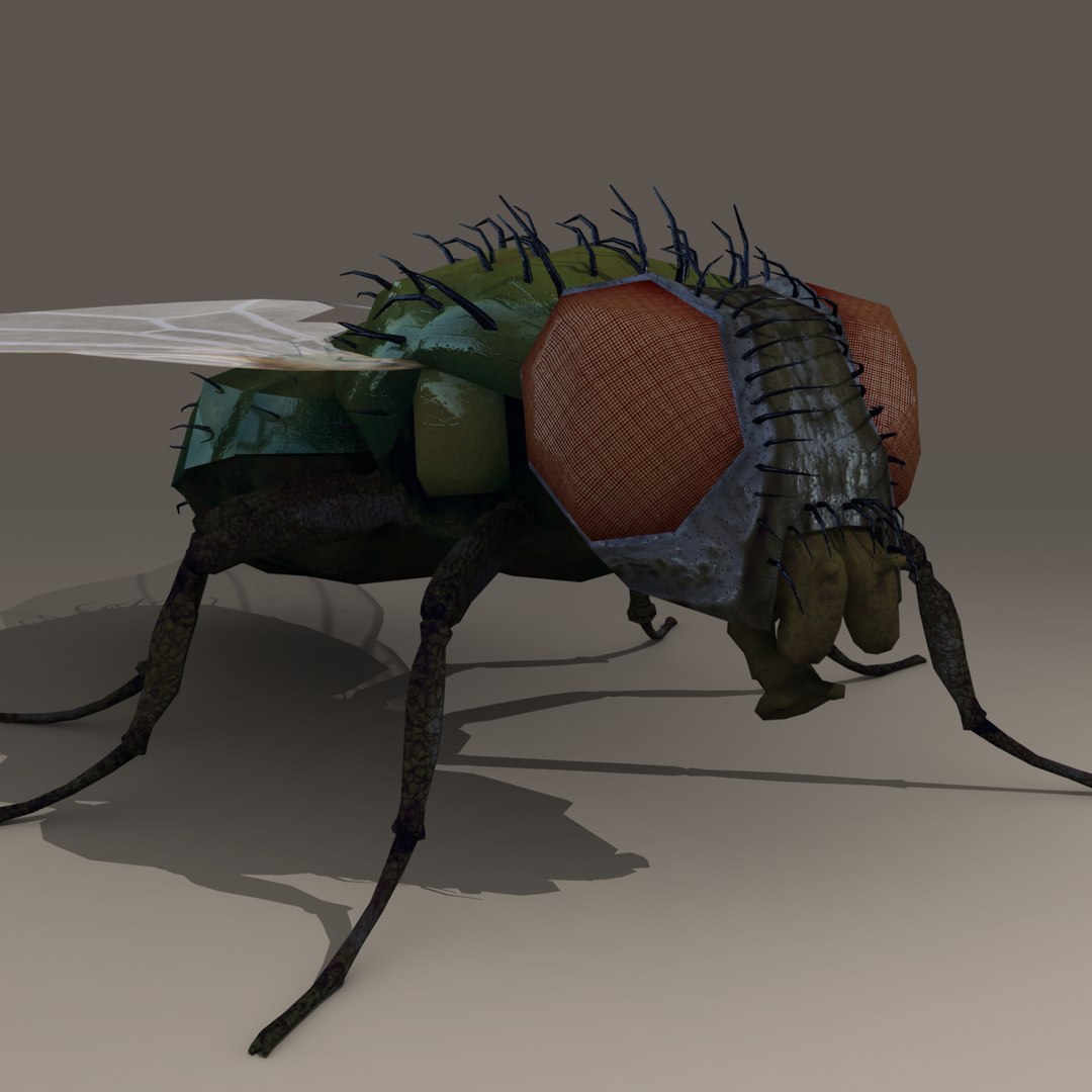 house fly 3d model https://p.turbosquid.com/ts-thumb/T8/y0ATA0/ACZseKxh/b/png/1296644615/1920x1080/fit_q87/e69d6616db49bb87b9c5e5dc056d208f44838759/b.jpg