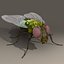 Fly