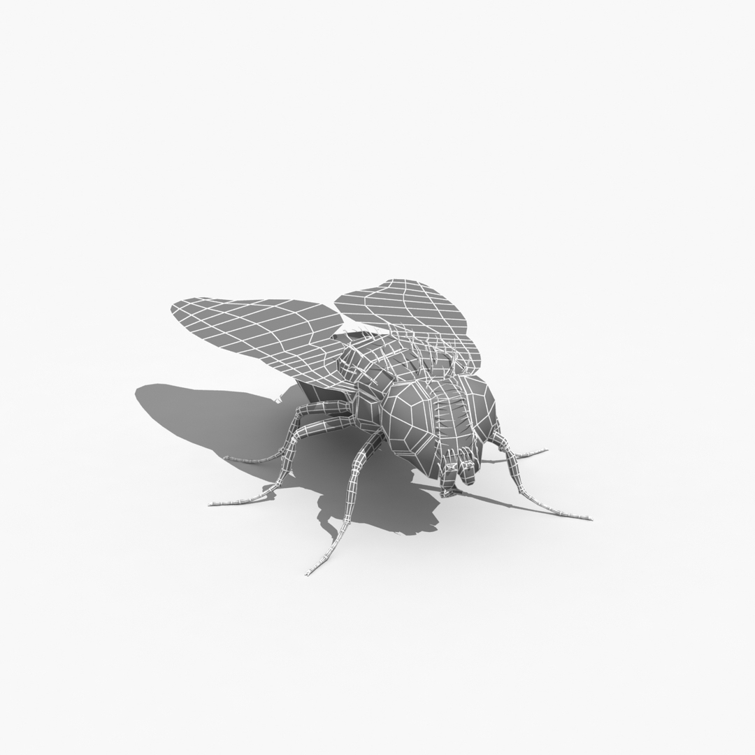 house fly 3d model https://p.turbosquid.com/ts-thumb/T8/y0ATA0/i9MkXQBM/c/jpg/1296646938/1920x1080/turn_fit_q99/f60ec0847220665d224f1f018ab3b7bd034c2aeb/c-1.jpg