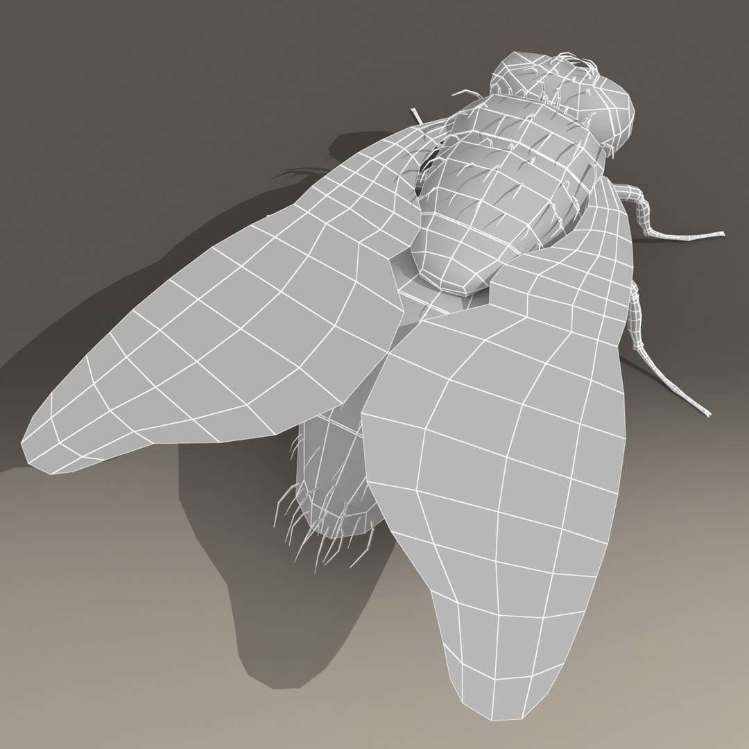 house fly 3d model https://p.turbosquid.com/ts-thumb/T8/y0ATA0/lyClDPvj/g/png/1296644615/1920x1080/fit_q87/0600b2a94e200ffb3710865c0309d7e55cb56cce/g.jpg