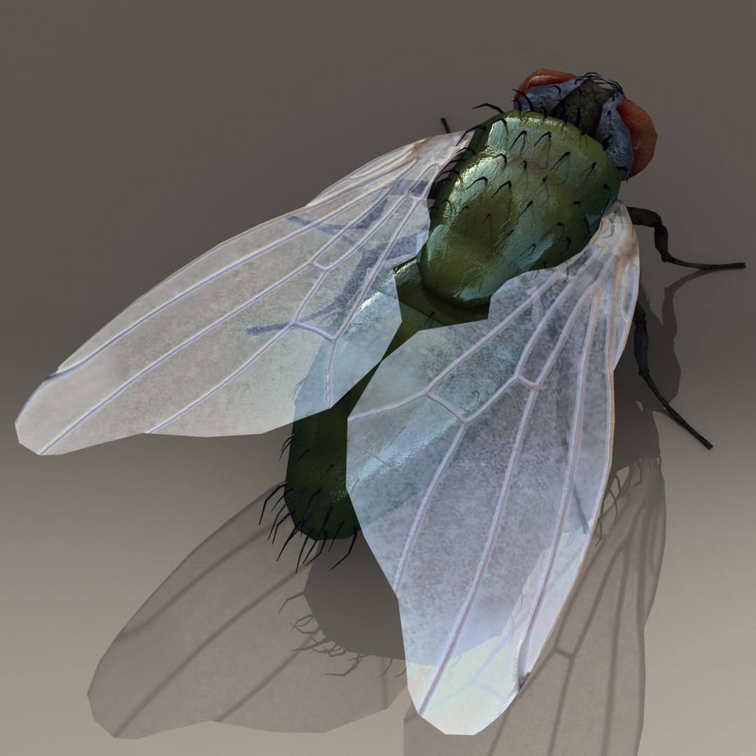 house fly 3d model https://p.turbosquid.com/ts-thumb/T8/y0ATA0/sIWPi5X4/c/png/1296644615/1920x1080/fit_q87/867ea710c62c46a87595423e4f9a8769b37b7df8/c.jpg