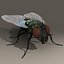 Fly