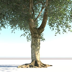 realistic old tree max