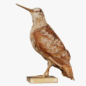 3D Common Snipe Gallinago Gallinago Remastered