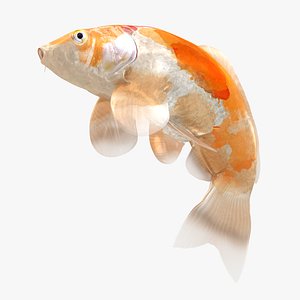3D Japanese Carp Fish Rigged L048