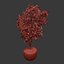 Ficus