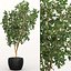Ficus
