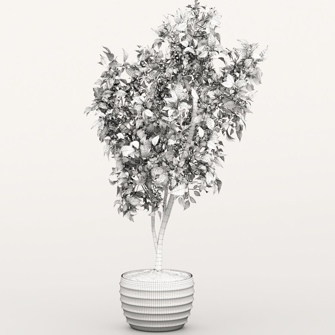 3D ficus indoor bush https://p.turbosquid.com/ts-thumb/T9/Bxaf7U/VSH1t7jX/preview4/jpg/1578474824/1920x1080/fit_q87/ba4aad8e3af63542df3c10160f7cf265ce20bde8/preview4.jpg