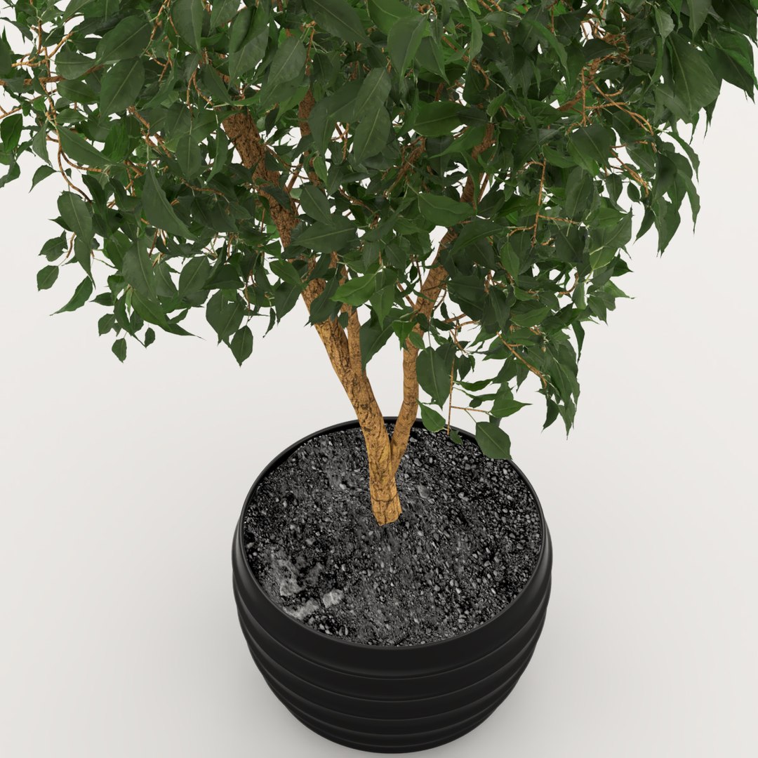 3D ficus indoor bush https://p.turbosquid.com/ts-thumb/T9/Bxaf7U/Zpt2ot6l/preview2/jpg/1578474824/1920x1080/fit_q87/9f452d02ff22ebe6252a0ee6db3a4c7f60209bf7/preview2.jpg