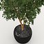 Ficus
