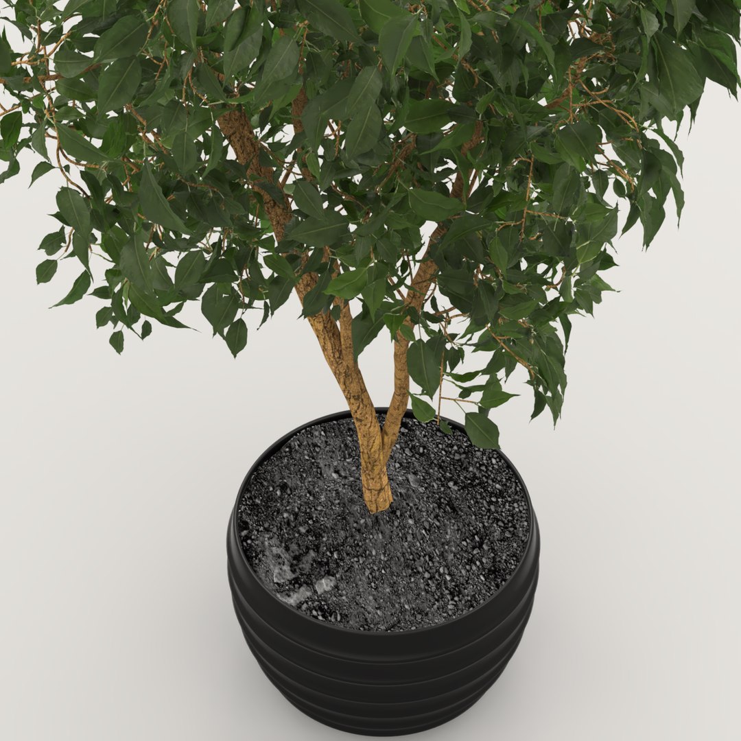 3D ficus indoor bush https://p.turbosquid.com/ts-thumb/T9/Bxaf7U/oUaWH5qz/preview3/png/1578474824/1920x1080/fit_q87/73783e63e5a29691390df200d5bd82028fa0fa76/preview3.jpg