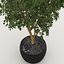 Ficus