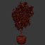 Ficus