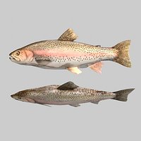 Fish Rainbow Trout