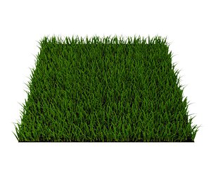 grass