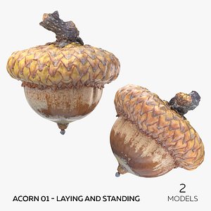 3D Acorn 01 - Laying and Standing