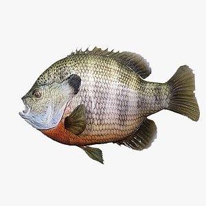 Bluegill