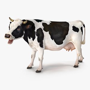 3D dairy cow rigged model