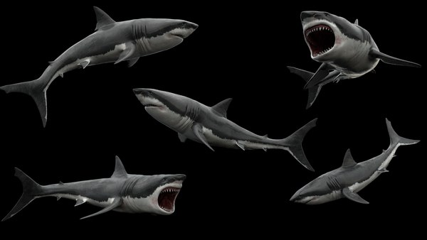 Rekin 3d. Shark акула 3d model 2006 3ddd. 3д моделька акулы. Зд модель акулы. 3д модель акулы блендер.