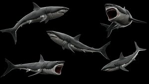 Great White Shark PBR