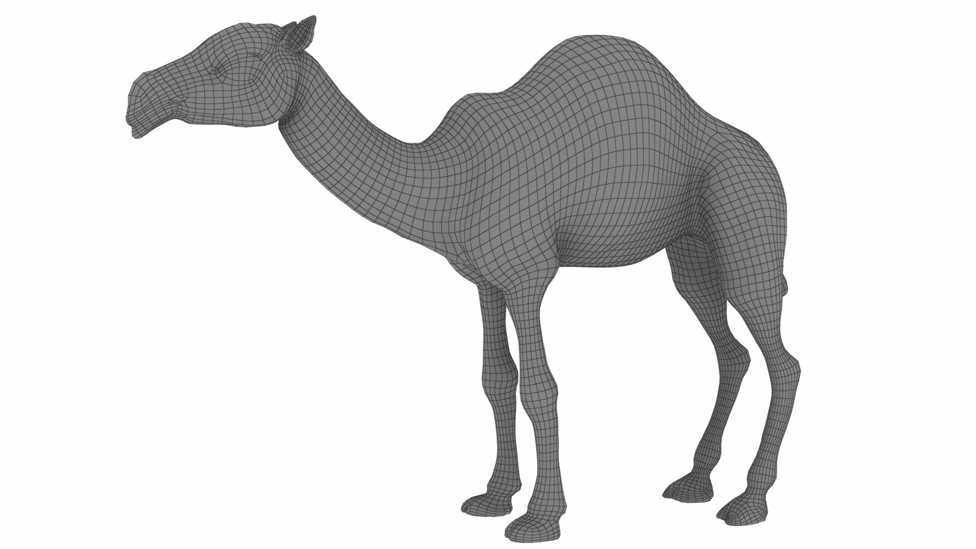 Camel 3D https://p.turbosquid.com/ts-thumb/T9/ZjLwJ7/1N/1_view02/jpg/1735212080/1920x1080/fit_q87/6bbad3726f2367e9074b4bdaf93a6b54830cb7e7/1_view02.jpg