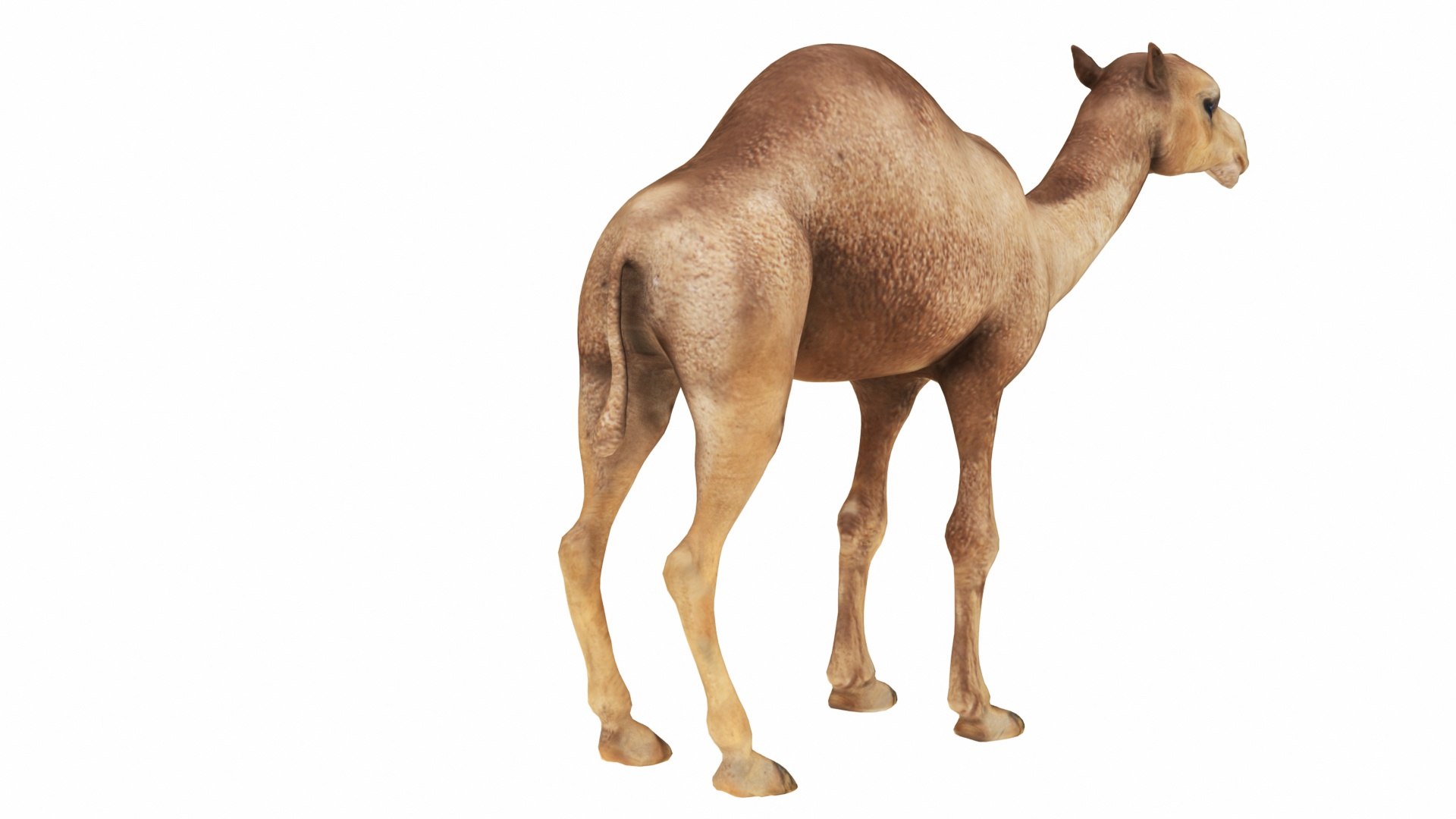 Camel 3D https://p.turbosquid.com/ts-thumb/T9/ZjLwJ7/5D/camel6/jpg/1735212078/1920x1080/fit_q87/b7ccbc1889f1802d949be5e098f22881343fe409/camel6.jpg