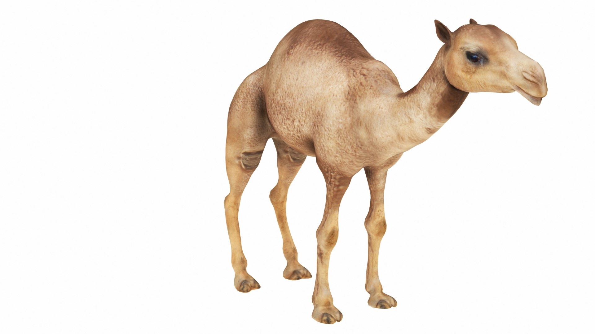 Camel 3D https://p.turbosquid.com/ts-thumb/T9/ZjLwJ7/FK/camel5/jpg/1735212077/1920x1080/fit_q87/84a1421125cd6490fa4e148a33228bfb3c49741b/camel5.jpg