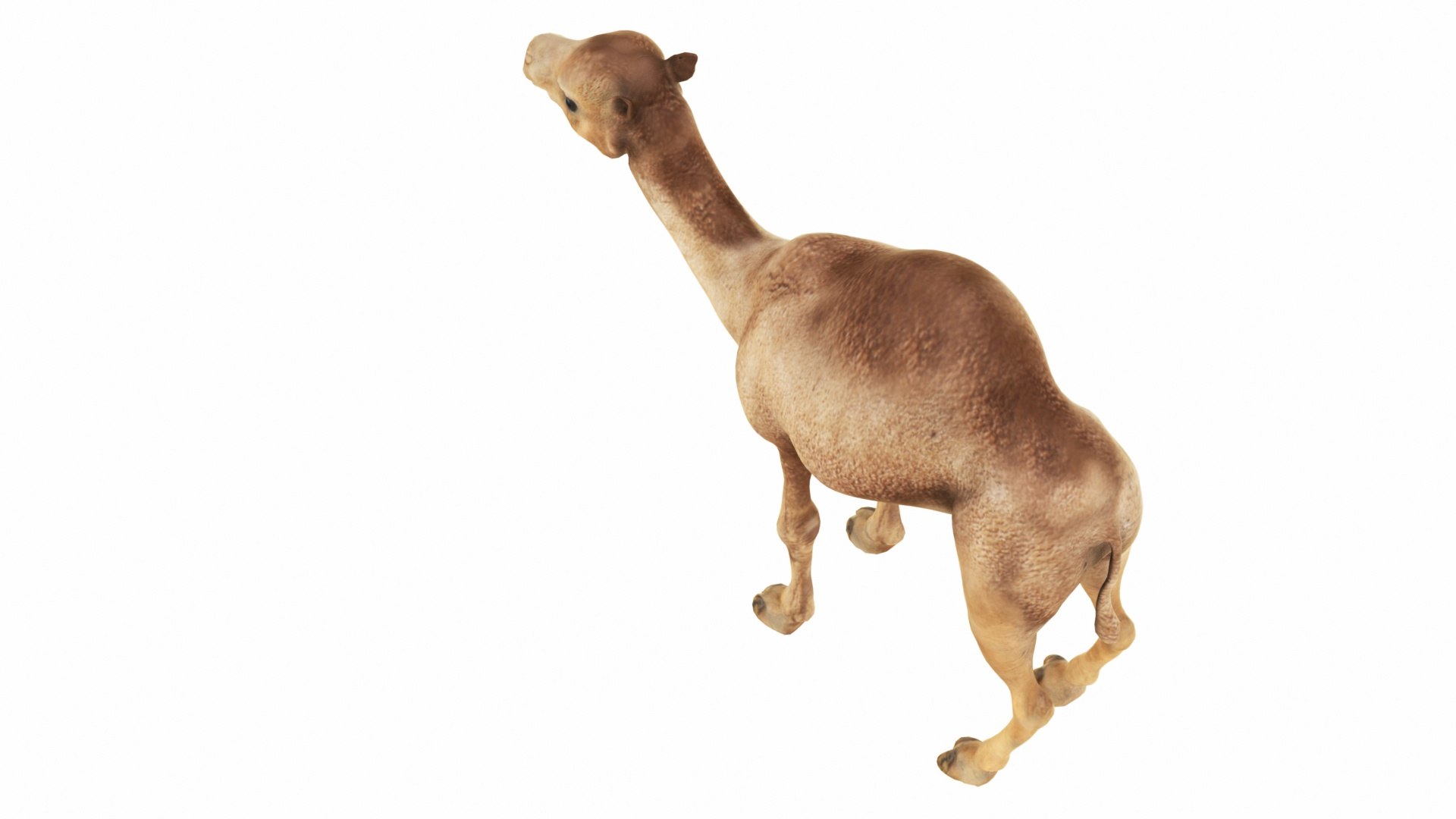 Camel 3D https://p.turbosquid.com/ts-thumb/T9/ZjLwJ7/WW/camel4/jpg/1735212077/1920x1080/fit_q87/2442a93f7fbe774397d78eb5c53296441b4cbc00/camel4.jpg