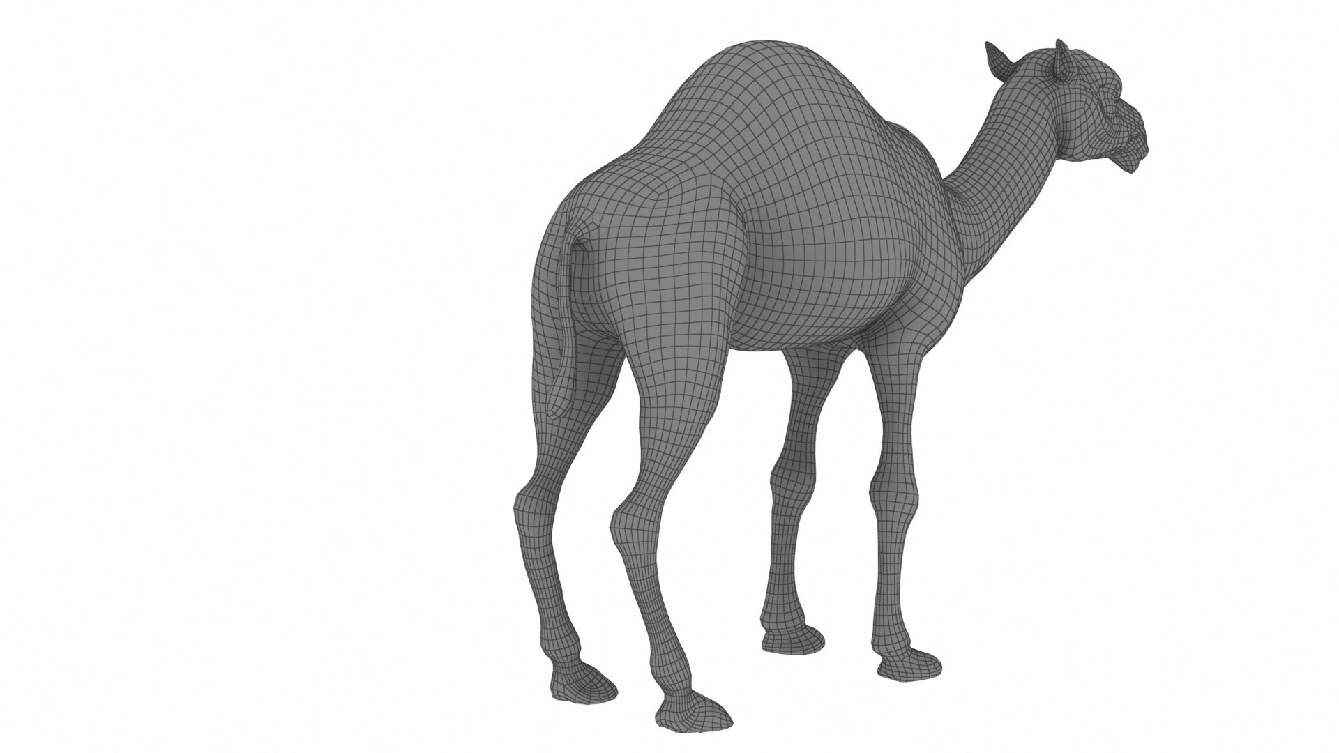 Camel 3D https://p.turbosquid.com/ts-thumb/T9/ZjLwJ7/Zn/1_view05/jpg/1735212082/1920x1080/fit_q87/923bf27b8ea864c6a37ea946f9730cfd74e4cda8/1_view05.jpg