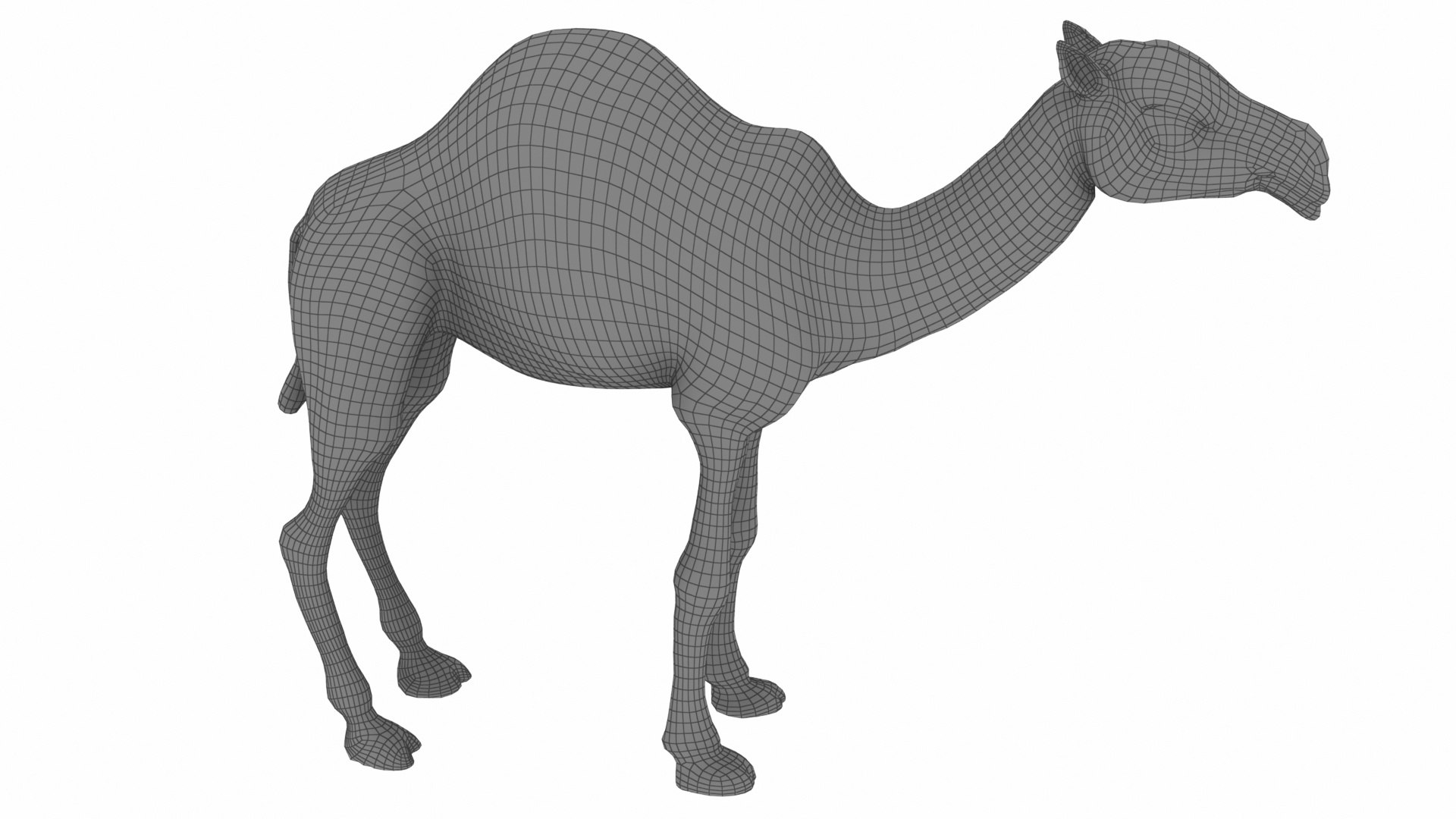 Camel 3D https://p.turbosquid.com/ts-thumb/T9/ZjLwJ7/gq/1_view06/jpg/1735212081/1920x1080/fit_q87/595b6374cf17c273c0cefc3513d09499574b2444/1_view06.jpg