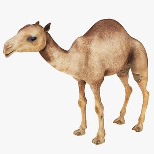 Camel 3D