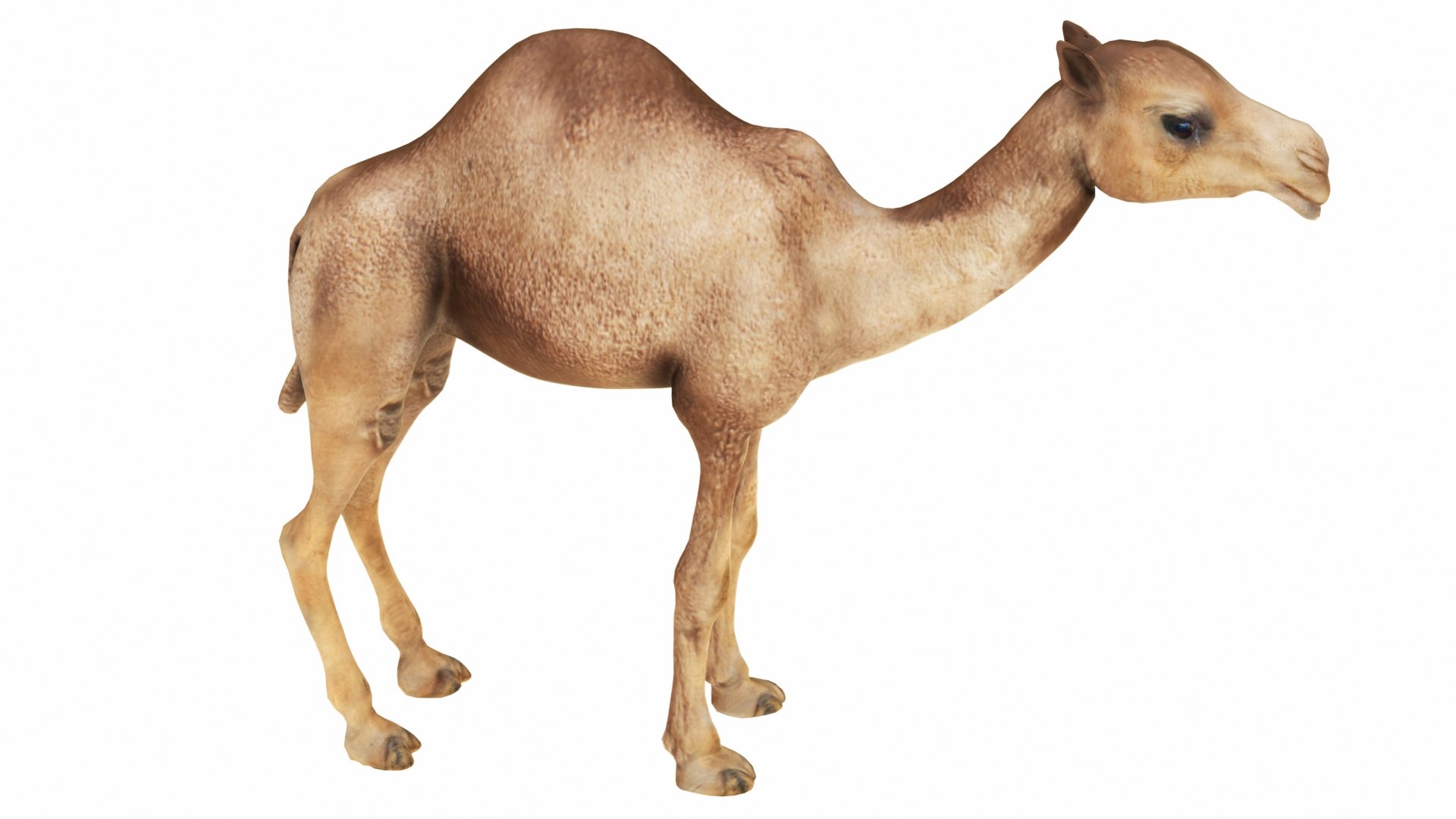 Camel 3D https://p.turbosquid.com/ts-thumb/T9/ZjLwJ7/jF/camel7/jpg/1735212078/1920x1080/fit_q87/eac86a8860a61d6643a7c52fc1ab00f04f9bbd6e/camel7.jpg
