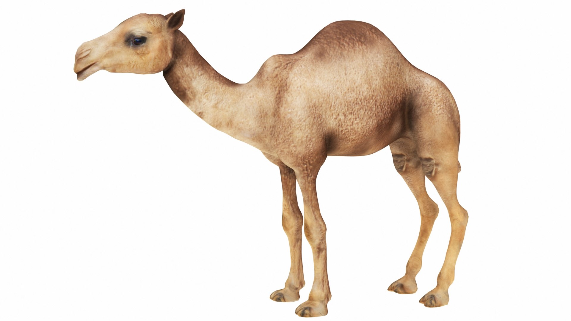 Camel 3D https://p.turbosquid.com/ts-thumb/T9/ZjLwJ7/wX/camel3/jpg/1735212076/1920x1080/fit_q87/cac0bfd058ef8e5420f1ace63c7b919093cba79e/camel3.jpg