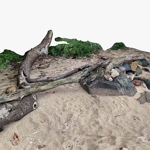Beach trees and rocks branches on sand