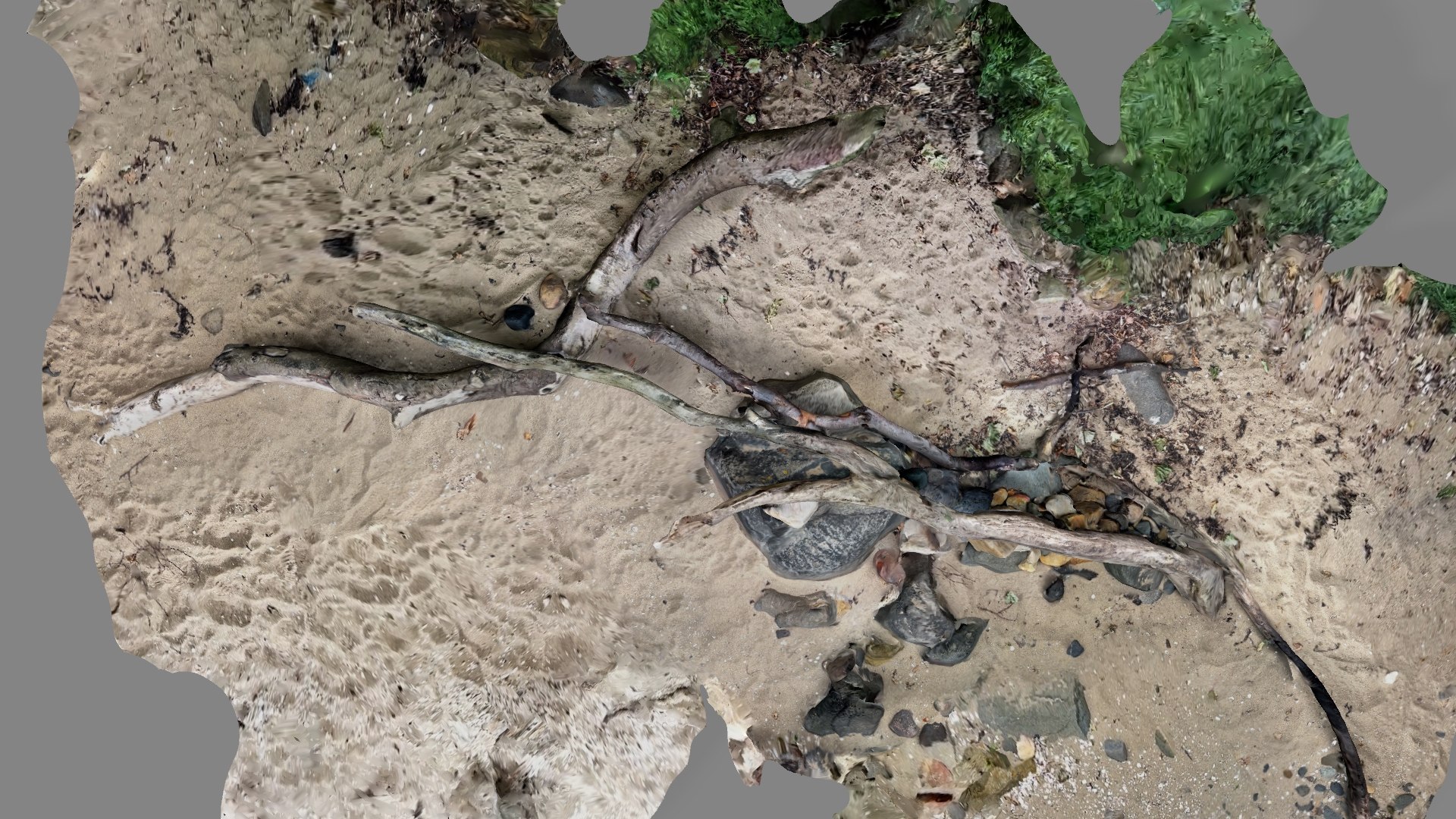 Beach trees and rocks branches on sand model https://p.turbosquid.com/ts-thumb/T9/hYg2JZ/mw/beachtree4/jpg/1667775315/1920x1080/fit_q87/c200629b53a51965eb9739282817d51fd8841268/beachtree4.jpg