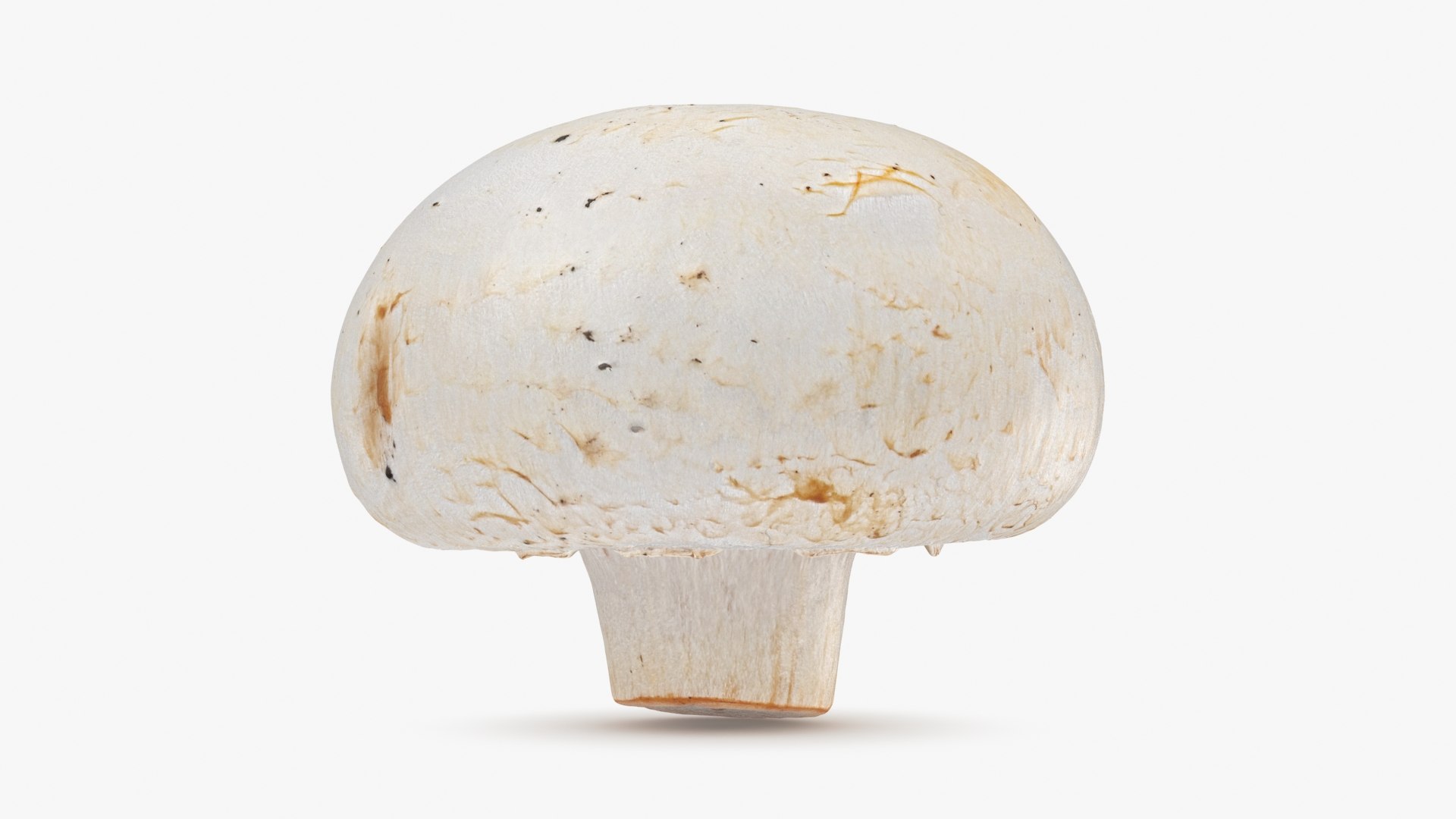 3D Champignon Mushroom 02 model https://p.turbosquid.com/ts-thumb/T9/jpvWdP/0z/champignon02_b0004/jpg/1719424868/1920x1080/fit_q87/9aefcb5ec6c61c9ab667df0a45731dba0aa90243/champignon02_b0004.jpg